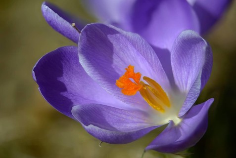 Crocus hybrida, iridaceae, crocus, irises, flora, plants