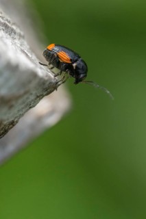 Leaf beetle, chrysomelidae, cryptocephalinae, cryptocephalus moraei, drop beetle, yellow-black leaf