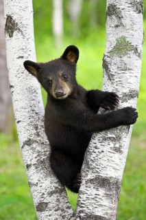 American Black Bear (Ursus americanus), Minnesota, USA: A curious young black bear climbs a birch