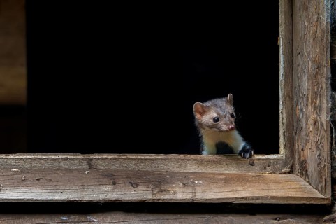 Beech marten, stone marten (Martes foina) looking out from window frame of wooden barn, farm