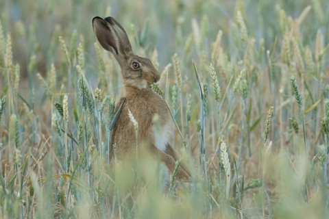European brown hare (Lepus europaeus) adult animal eating a wheat plant in a farmland field in