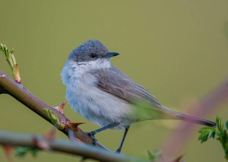 Rattleswarbler, lesser whitethroat, sylvia curruca, birds, male, passeri, songbirds, songbirds,