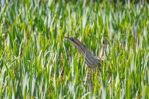 Great or Eurasian bittern (Botaurus stellaris) adult bird in a reedbed, RSPB Minsmere nature