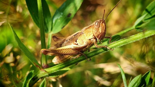 A close-up of a grasshopper (Acrididae) sitting on a green leaf in the countryside in daylight,