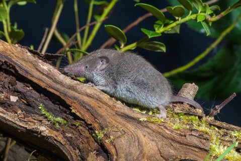 Crocidura Russula, Greater White-Toothed Shrew, House Shrew, Insectivora, Insectivora, Adolescent,