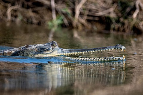 Head and snout of a Ganges gavial, also known as a gharial (Ghavialis gangeticus), Rapti River,