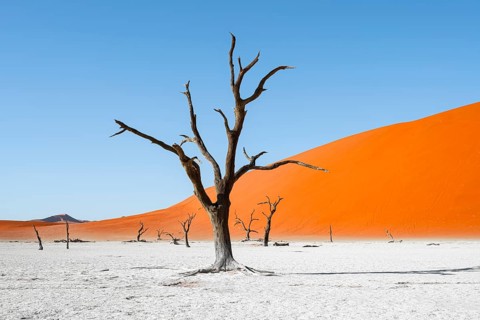 Dead camel thorn trees (Vachellia erioloba), red sand dunes, white salt pan, Dead Vlei, Sossusvlei,