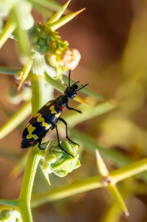Zigzag Blister Beetle (Hycleus zigzagus), Namib Desert, Namib Naukluft Park, Namibia
