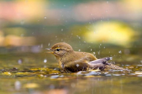 A chiffchaff (Phylloscopus collybita) bathing in the water, Hesse, Germany