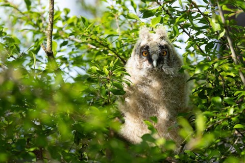 An owl chick is hiding amongst the green branches and enjoying the sunshine, Long-eared Owl (Asio