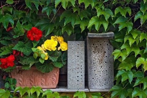 Hymenoptera, insects, insects, insect wood, nesting aid, nesting wood, wild bees