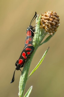 Carniolane burnet, eastern burnet moth, esparset ram, Carniola ram, zygaena carniolica, blood