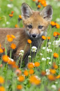 Red fox (Vulpes vulpes), Minnesota, USA: a young fox stands amongst orange and white flowers in a