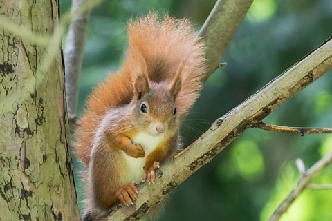 A curious squirrel (Sciurus vulgaris) with a bushy tail sitting on a branch, Hesse, Germany