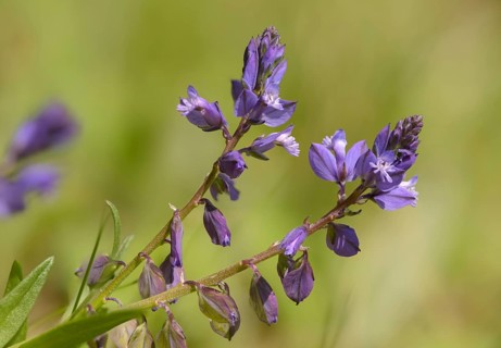 Common cruciferous, common cruciferous, cruciferous, cruciferous plant, polygala vulgaris,