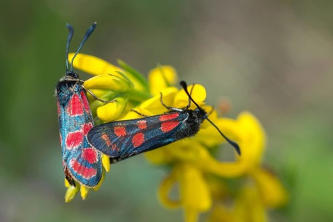 Carniolane burnet, eastern burnet moth, esparset ram, Carniola ram, zygaena carniolica, blood