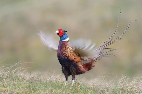 Courting pheasant cock (Phasianus colchicus torquatus), fluttering leap