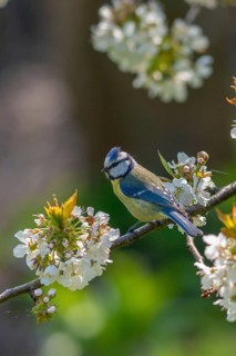 Blue tit, Parus caeruleus, birds, spring, high size, portrait format, meadow orchard, tits,