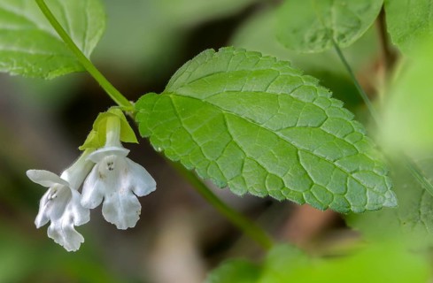 Immenblatt, Lamiaceae, Lamiaceae, Melittis Melissophyllum, Bastard Balm, Flora, Plants, Plants