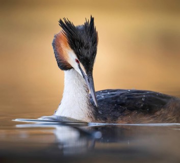 Great Crested Grebe (Podiceps cristatus), portrait, Zurich, Switzerland