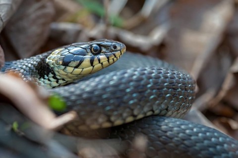 Grass Snake, Natrix Natrix, Grass Snake, Critters, Reptilia, Reptiles, Ringed Snakes, Snakes, Water