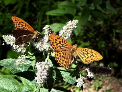 Two orange butterflies, the Emperor (Argynnis paphia), one of which has a badly damaged wing, on