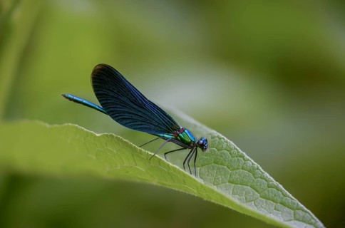 Beautiful demoiselle, blue-winged dragonfly, Calopteryx virgo, dragonfly, damselflies, dragonflies,