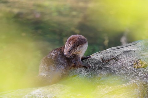 A Eurasian otter (Lutra lutra) grooms its fur on a sunny day on a fallen, decaying tree lying in