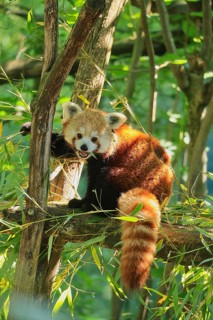 Red panda (Ailurus fulgens), Duisburg Zoo, in captivity, Duisburg, North Rhine-Westphalia, Germany