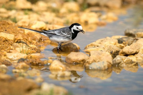 Wagtail, Motacilla Alba, White Wagtail, Bath, Bird Bath, Birds, Mirror, Passeri, Songbirds,