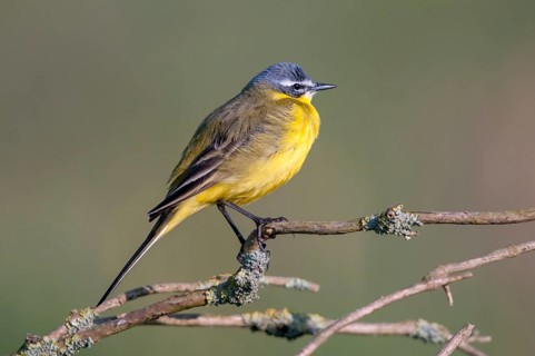 Motacilla flava, sheeptail, western yellow wagtail, yellow wagtail, birds, male, passeri,