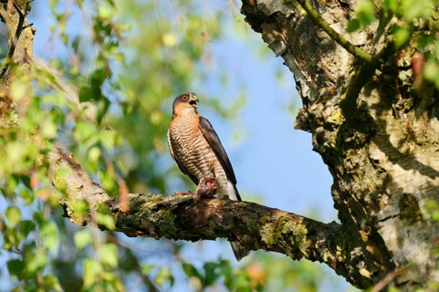 Sparrowhawk (Accipiter nisus), male sitting on a branch and eating a captured songbird, North