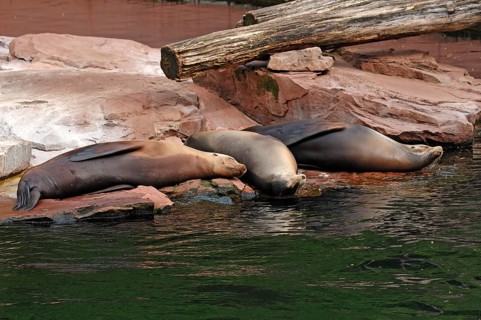 Sleeping sea lions, Zalophus californianus, at the edge of the pool, Tierpark Nürnberg, Am