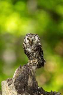 An owl sits alertly on a tree stump in the green forest, a Tengmalm's owl (Aegolius funereus),