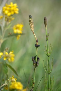 Duwock, Equisetum Palustre, Marsh Horsetail, Flora, High Size, Portrait, Marsh Horsetail, Plants,