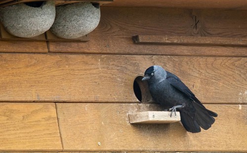 Corvus monedula, jackdaw, birds, brood cave, breeding ground, corvidae family of birds, nesting