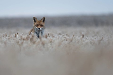 Red fox (Vulpes vulpes), Bitburg, Rhineland-Palatinate, Germany