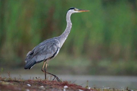 Grey Heron (Ardea cinerea) foraging, North Rhine-Westphalia, Germany