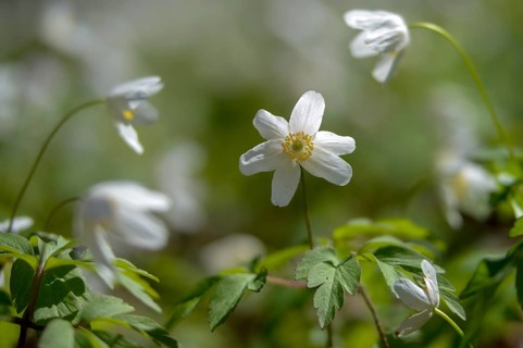 Anemone nemorosa, wood anemone, European thimbleweed, buttercup, ranunculaceae, flora, spring,