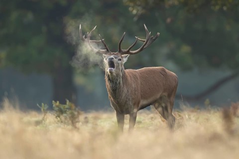 Red deer (Cervus elaphus) adult male stag animal roaring with its mouth open during the annual rut