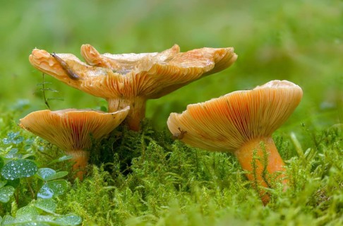 Spruce blood irritant, spruce irritant, lactarius deterrimus, coniferous forest stimulant, false