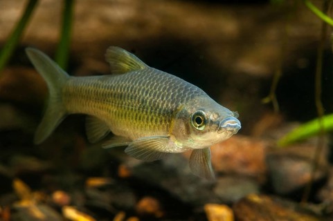 Blue ribbon bear, pseudorasbora parva, stone moroco, stone moroko, fish, fish, pisces, topmouth