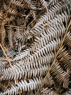 Fern leaves covered with hoarfrost, Sauerland, North Rhine-Westphalia, Germany