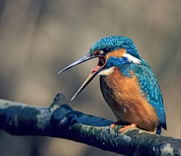 Alcedo Atthis, kingfisher, alcedinidae, birds, kingfishers, leo, river kingfishers, birds