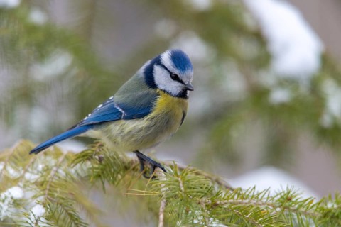 Blue tit, parus caeruleus, birds, tit, passeri, snow, songbirds, snow, songbirds, tits, birds,