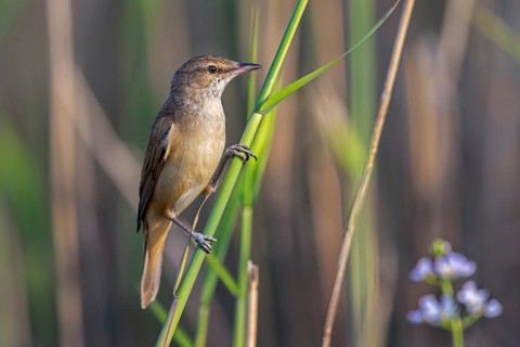 Great reed warbler (Acrocephalus arundinaceus) adult perched on reed stem in reedbed, reed bed at
