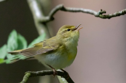 Phylloscopus sibilatrix, woodwarbler, birds, song, passeri, singing, songbirds, songbirds, birds