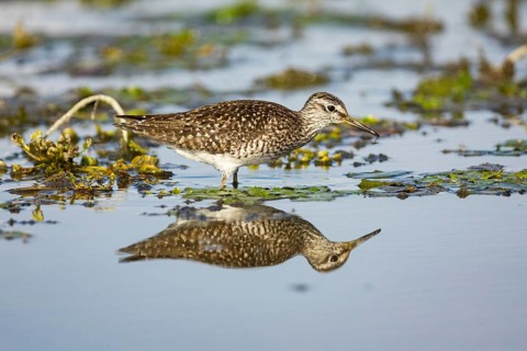 Spotted Redshank (Tringa erythropus) Hungary