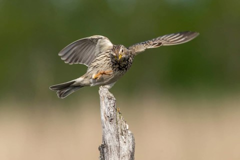 Brandenburg, Corn Bunting, Germany, Emberiza Calandra, Corn Bunting, Miliaria Calandra, Nabu, Nabu