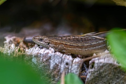 Mountain lizard, Lacerta vivipara, bog lizard, viviparous lizard, zootoca vivipara, common lizard,
